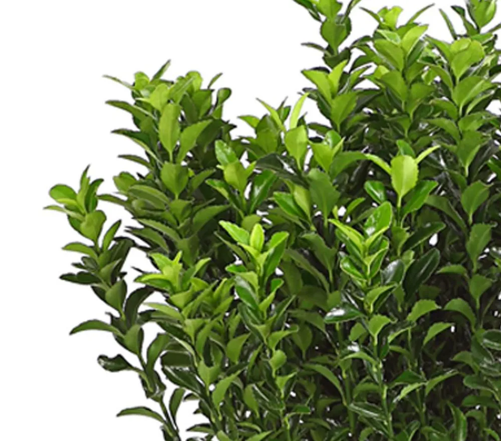 Dehner Laubgehölze|Heckenpflanzen > Säulen-Spindelstrauch 'Green Rocket'