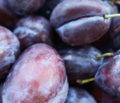 Dehner Obstbäume|Säulenobst & Zwergobst > Säulenzwetschge 'Geisenheimer Top'
