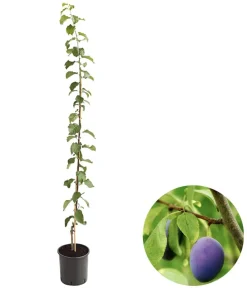 Dehner Obstbäume|Säulenobst & Zwergobst > Säulenzwetschge 'Geisenheimer Top'