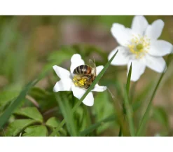 Dehner Aqua Teichpflanzen|Teichpflanzen - Sumpfdotterblume Weiß
