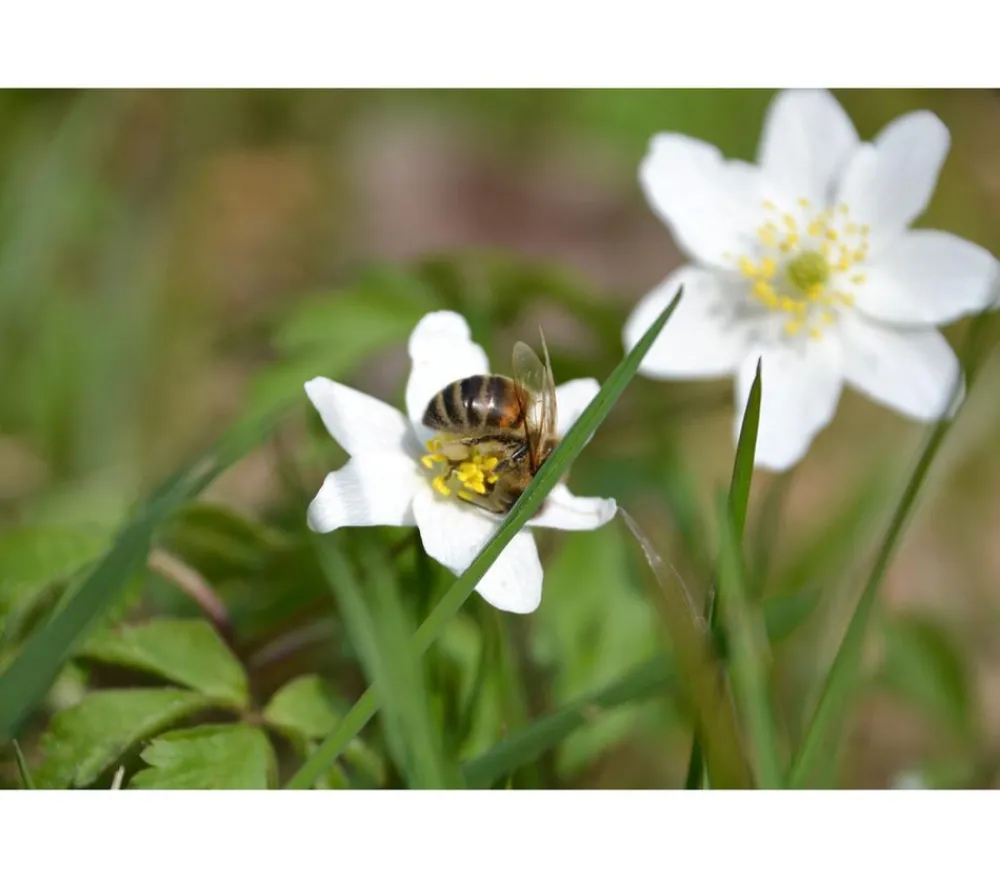 Dehner Aqua Teichpflanzen|Teichpflanzen - Sumpfdotterblume Weiß