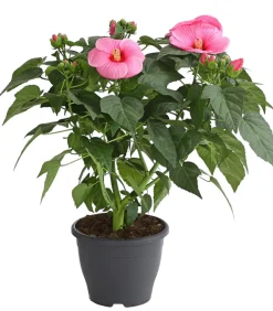 Dehner Sumpf-Roseneibisch Rosa Discount