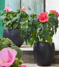 Dehner Sumpf-Roseneibisch Rosa Discount