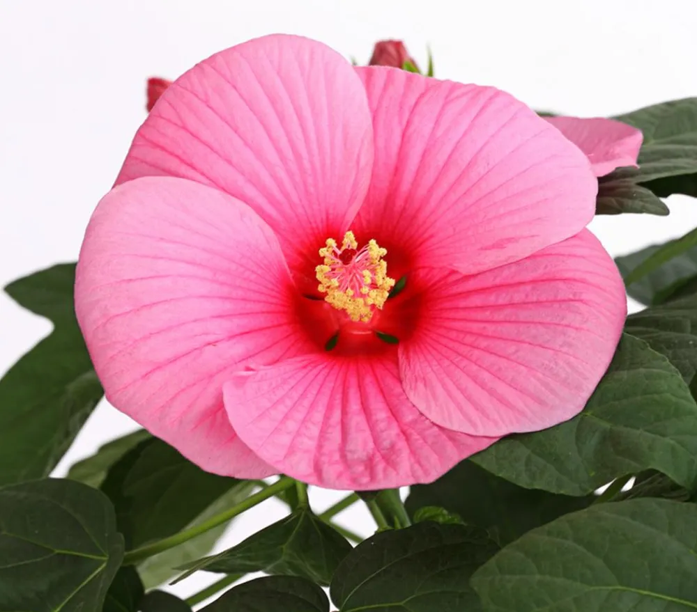 Dehner Sumpf-Roseneibisch Rosa Discount