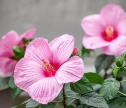 Dehner Sumpf-Roseneibisch Rosa Discount
