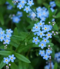 Dehner Aqua Teichpflanzen|Teichpflanzen - Sumpf-Vergissmeinnicht Hellblau