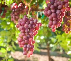 Dehner Weinreben & Gartenobst > Tafeltraube 'Crimson Seedless'