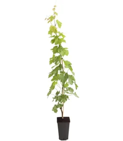 Dehner Tafeltraube 'Lakemont' Grün Sale