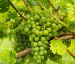 Dehner Weinreben & Gartenobst|Beerensträucher - Tafeltraube 'Millenium®'