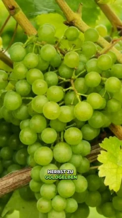 Dehner Weinreben & Gartenobst|Beerensträucher - Tafeltraube 'Millenium®'