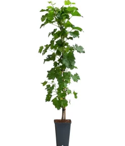 Dehner Weinreben & Gartenobst|Beerensträucher - Tafeltraube 'Millenium®'