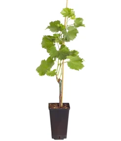Dehner Tafeltraube 'Phönix'