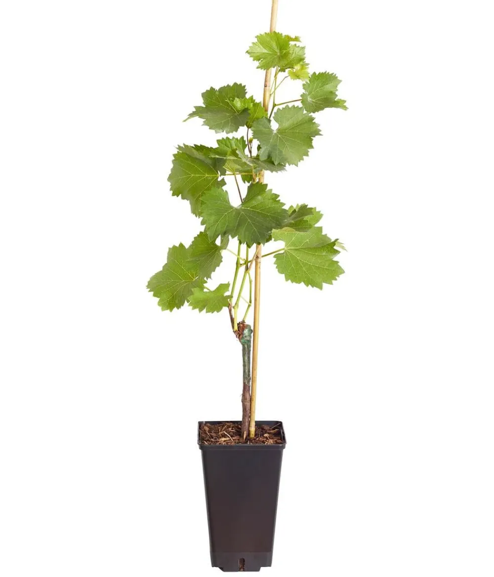 Dehner Tafeltraube 'Phönix'