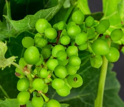 Dehner Weinreben & Gartenobst|Beerensträucher > Tafeltraube 'Pusztatraube'