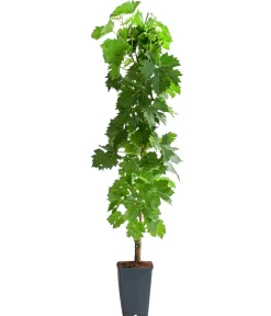 Dehner Weinreben & Gartenobst|Beerensträucher > Tafeltraube 'Pusztatraube'