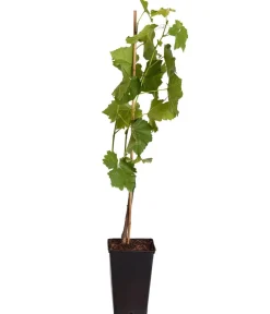 Dehner Tafeltraube 'Vanessa' Lila Sale