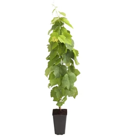 Dehner Weinreben & Gartenobst|Beerensträucher > Tafeltraube 'Venus'