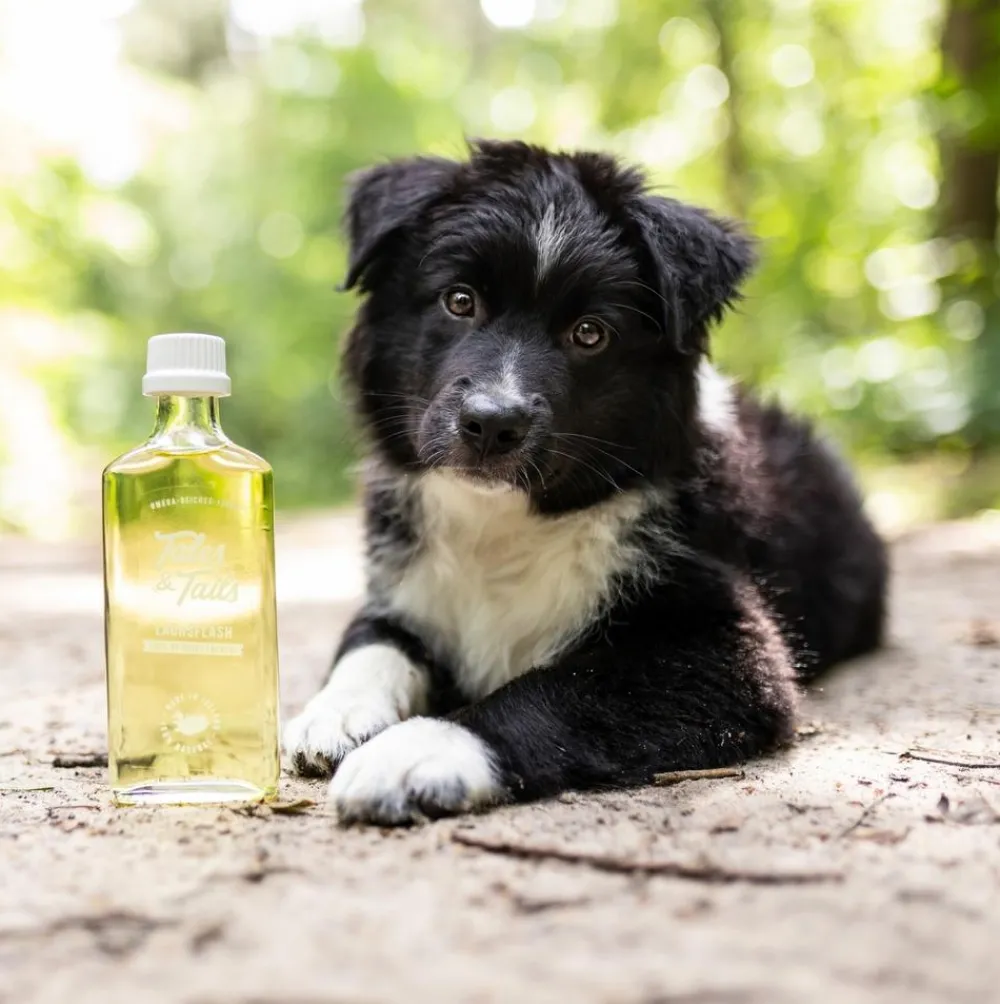 Tales & Tails Nahrungsergänzung Hund > Ergänzungsfutter für Hunde Lachsöl Oh Mega, 240 ml