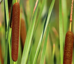 Dehner Aqua Gartenteich·Teich­­Pflanzen|Teichpflanzen - Teichpflanzen Komplett-Set Breitblättriger Rohrkolben, 6-teilig