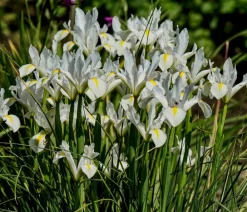 Dehner Aqua Gartenteich·Teich­­Pflanzen|Teichpflanzen > Teichpflanzen Komplett-Set Iris, 6-teilig