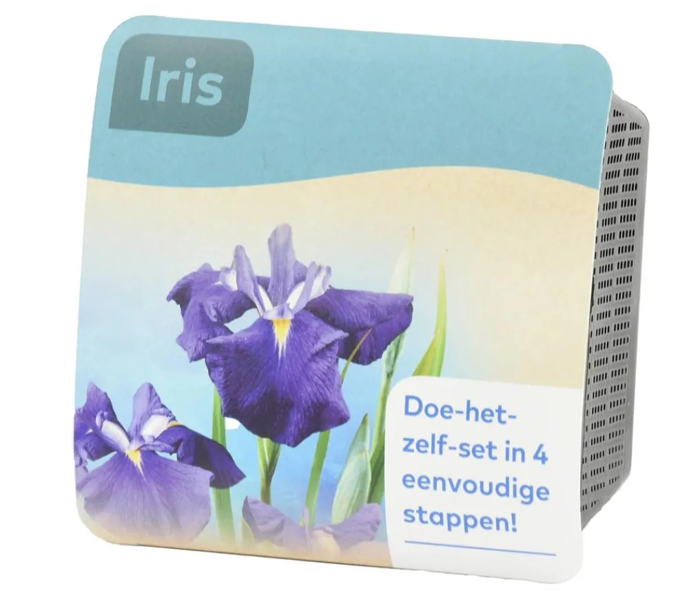 Dehner Aqua Teichpflanzen Komplett-Set Iris, 6-teilig Blau
