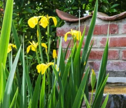 Dehner Aqua Gartenteich·Teich­­Pflanzen|Teichpflanzen - Teichpflanzen Komplett-Set Iris, 6-teilig Gelb