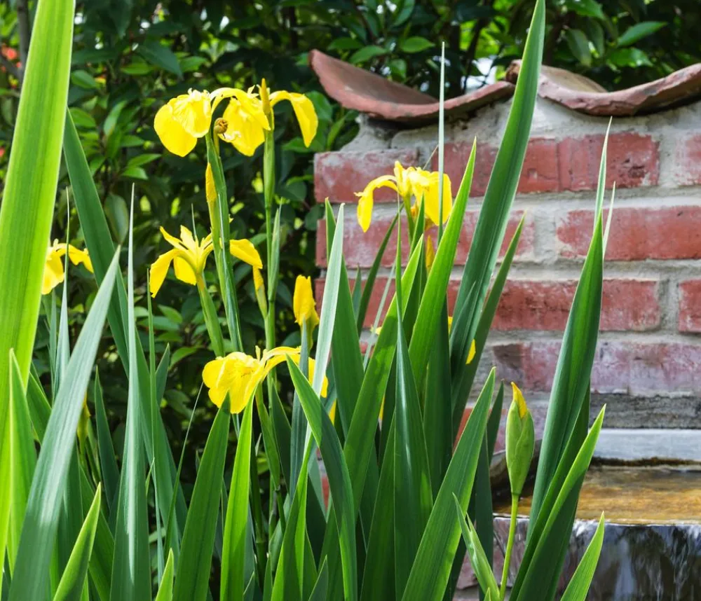 Dehner Aqua Gartenteich·TeichPflanzen|Teichpflanzen - Teichpflanzen Komplett-Set Iris, 6-teilig Gelb