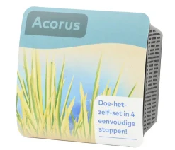 Dehner Aqua Teichpflanzen Komplett-Set Kalmus, 6-teilig Grün