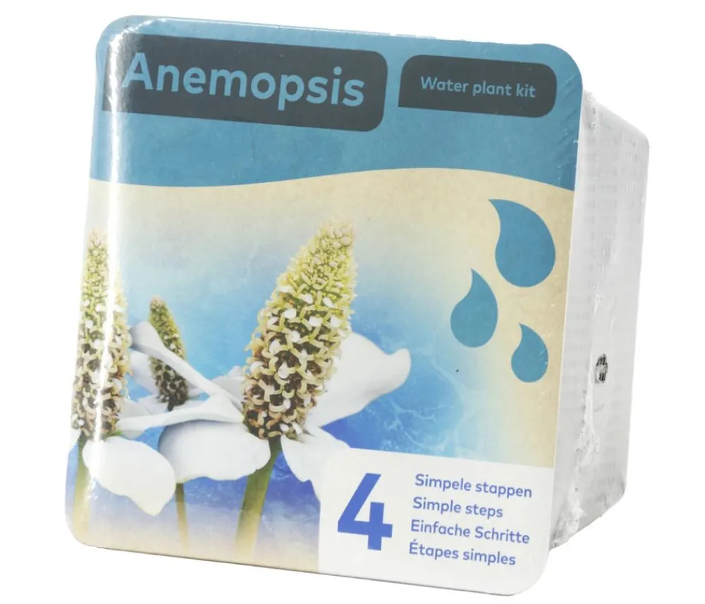 Dehner Aqua Gartenteich·TeichPflanzen|Teichpflanzen > Teichpflanzen Komplett-Set Scheinanemone, 5-teilig