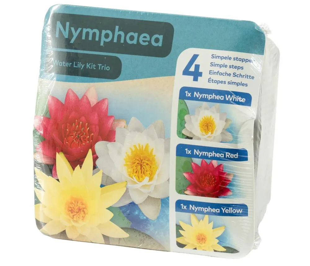 Dehner Aqua Teichpflanzen Komplett-Set Seerose, 6-teilig Bunt Hot