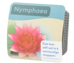 Dehner Aqua Gartenteich·Teich­­Pflanzen|Teichpflanzen > Teichpflanzen Komplett-Set Seerose, 6-teilig
