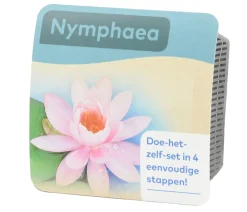 Dehner Aqua Gartenteich·Teich­­Pflanzen|Teichpflanzen > Teichpflanzen Komplett-Set Seerose, 6-teilig