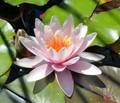 Dehner Aqua Gartenteich·Teich­­Pflanzen|Teichpflanzen > Teichpflanzen Komplett-Set Seerose, 6-teilig