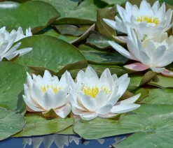 Dehner Aqua Teichpflanzen Komplett-Set Seerose, 6-teilig Weiß Online