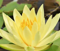 Dehner Aqua Gartenteich·Teich­­Pflanzen|Teichpflanzen - Teichpflanzen Komplett-Set Seerose, 6-teilig Gelb