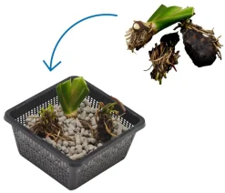 Dehner Aqua Gartenteich·TeichPflanzen|Teichpflanzen > Teichpflanzen Komplett-Set Vielfalt, 6-teilig