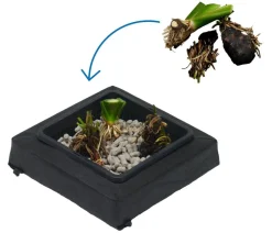 Dehner Aqua Gartenteich·Teich­­Pflanzen|Teichpflanzen > Teichpflanzen Komplett-Set Vielfalt, 6-teilig