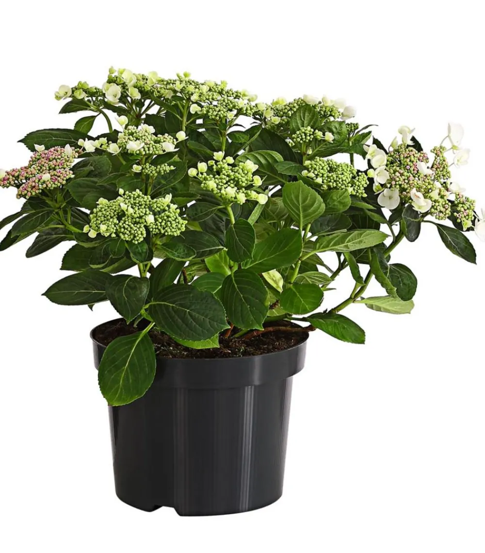 Dehner Winterharte Kübelpflanzen|Terrassenpflanzen > Teller-Hortensie, ca. 30-40 cm