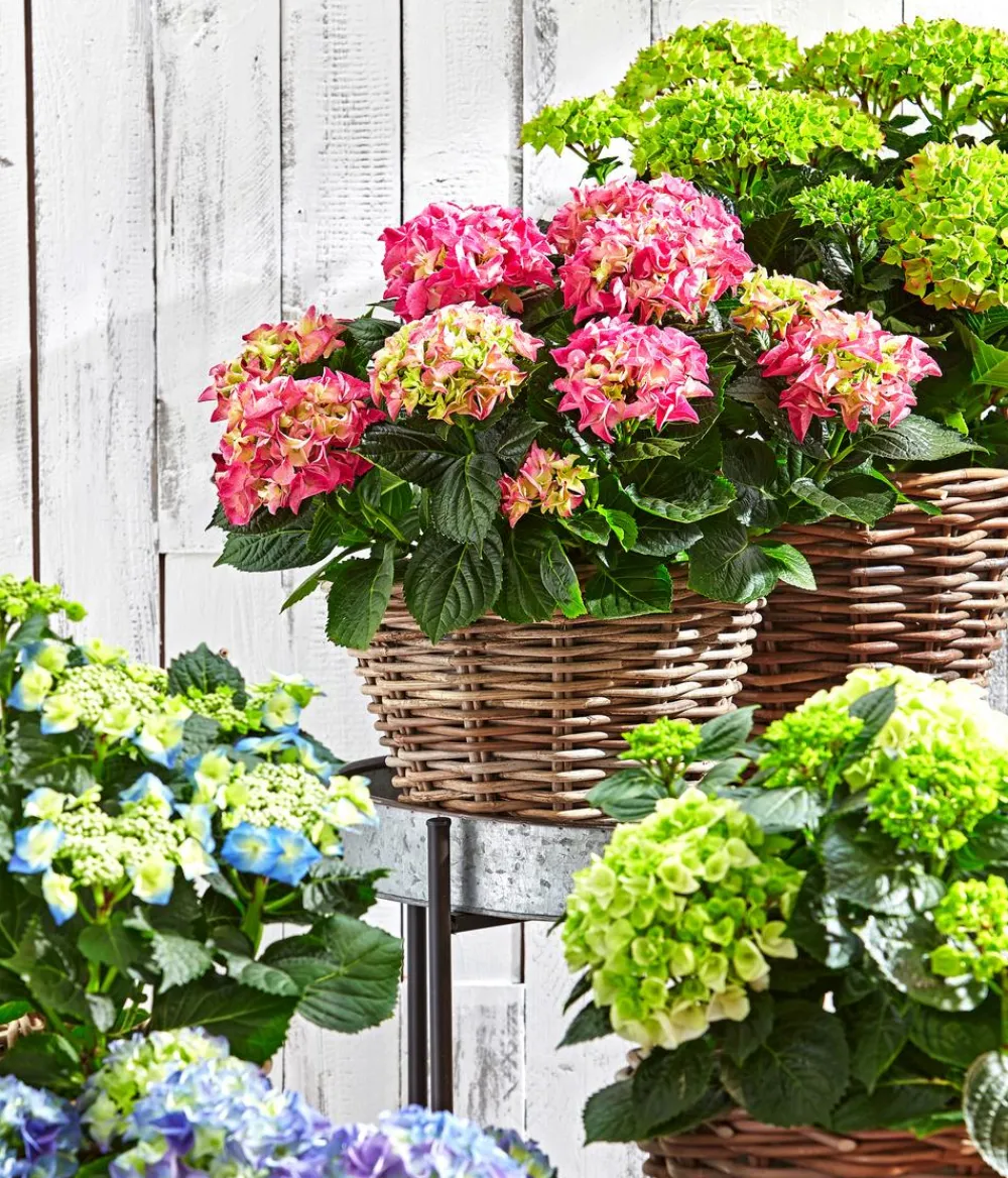 Dehner Winterharte Kübelpflanzen|Terrassenpflanzen > Teller-Hortensie, ca. 30-40 cm