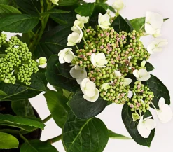 Dehner Winterharte Kübelpflanzen|Terrassenpflanzen > Teller-Hortensie, ca. 30-40 cm