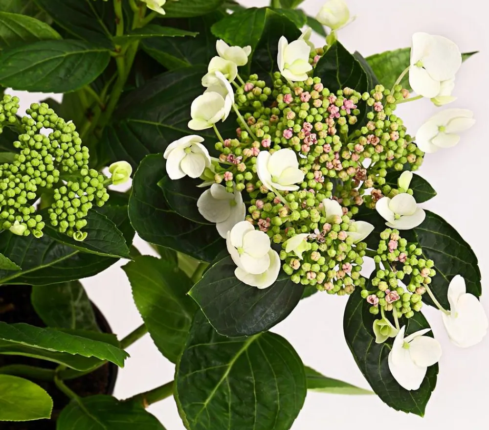 Dehner Winterharte Kübelpflanzen|Terrassenpflanzen > Teller-Hortensie, ca. 30-40 cm
