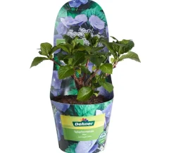 Dehner Winterharte Kübelpflanzen|Terrassenpflanzen > Teller-Hortensie, ca. 15-25 cm
