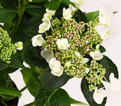 Dehner Teller-Hortensie, ca. 15-25 cm Weiß Online