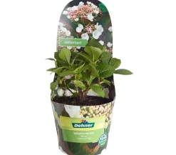 Dehner Teller-Hortensie, ca. 15-25 cm Weiß Online