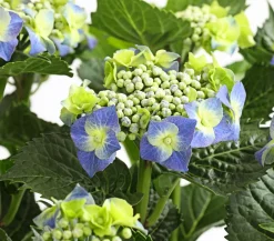 Dehner Winterharte Kübelpflanzen|Terrassenpflanzen - Teller-Hortensie, ca. 30-40 cm Blau
