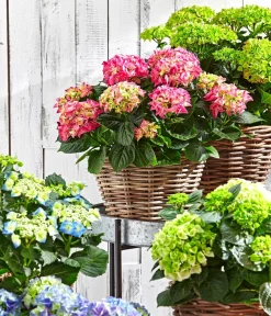 Dehner Winterharte Kübelpflanzen|Terrassenpflanzen - Teller-Hortensie, ca. 30-40 cm Blau