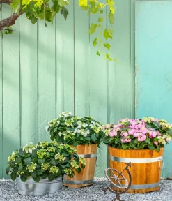Dehner Winterharte Kübelpflanzen|Terrassenpflanzen - Teller-Hortensie, ca. 30-40 cm Rosa