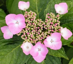 Dehner Winterharte Kübelpflanzen|Terrassenpflanzen - Teller-Hortensie, ca. 15-25 cm Rosa