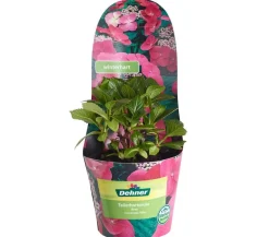Dehner Winterharte Kübelpflanzen|Terrassenpflanzen - Teller-Hortensie, ca. 15-25 cm Rosa