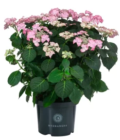 Dehner Teller-Hortensie, ca. 40-45 cm Rosa New